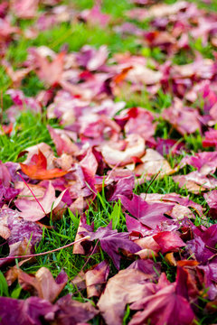 Folhas coloridas