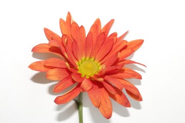 Orange daisy close up isolated on white background