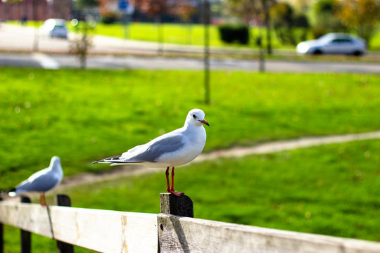 Gaivota em ambiente urbano
