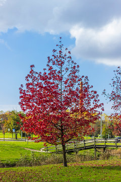 Vermelho de outono