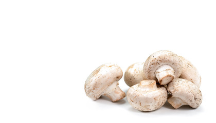 mushrooms on a white background
