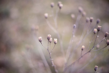 Small dried seed heads in close up against pastel background with bokeh