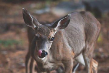 Close up view of young black-tailed deer, Yosemite National Park, California, USA