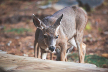 Fototapeta premium Close up view of young black-tailed deer, Yosemite National Park, California, USA