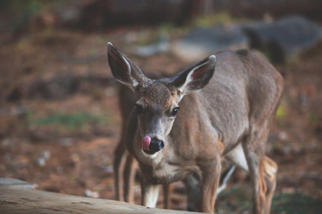 Close up view of young black-tailed deer, Yosemite National Park, California, USA