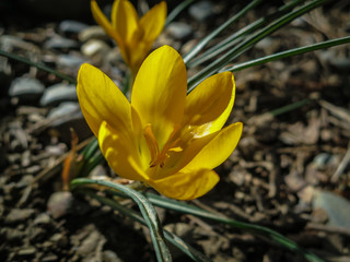 Two early crocuses Golden Yellow under the tree. Sunny spring day. Nature concept for design