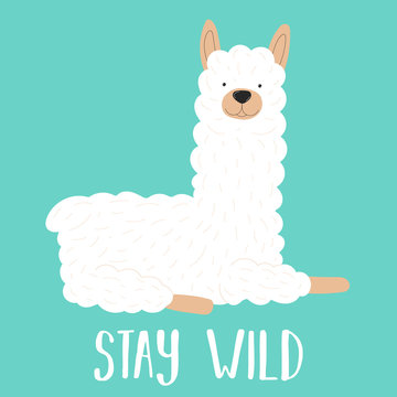 Vector illustration of a white llama or alpaca with the inscription Stay wild on a blue background. The image on the South American theme for children, cards, invitation, print for clothing, textiles.