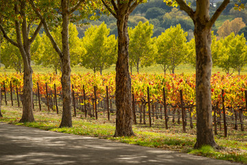 Wine country scene in Autumn