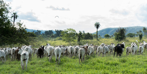 calves on pasture