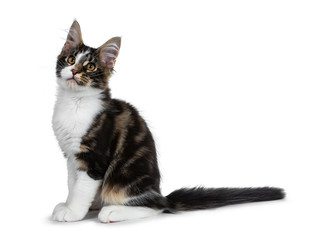Cute black tabby with white Maine Coon cat kitten sitting side ways, looking at up. Isolated on white background. Tail behind body.