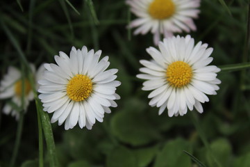 Fototapeta premium White flowers in the garden