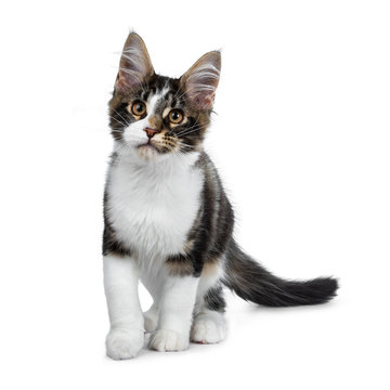 Cute black tabby with white Maine Coon cat kitten standing / walking, looking to camera. Isolated on white background. Tail behind body.