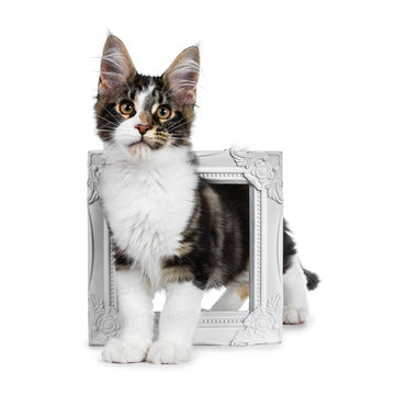 Cute black tabby with white Maine Coon cat kitten standing side ways throught white photo frame, looking at lens. Isolated on white background.