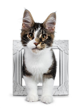 Cute black tabby with white Maine Coon cat kitten standing throught white picture frame, looking straight at lens. Isolated on white background.