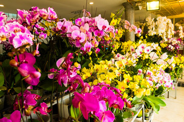 Blooming Colorful Orchids in the Orchid Farm, Hanoi, Vietnam