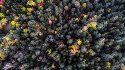 秋の樹海の空撮