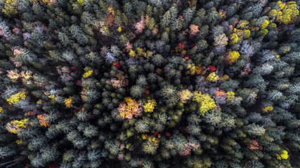 秋の樹海の空撮