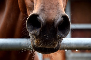 Pferd bläst die Nüstern auf