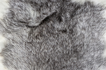 warm Silver and white natural Animal fur texture background closeup
