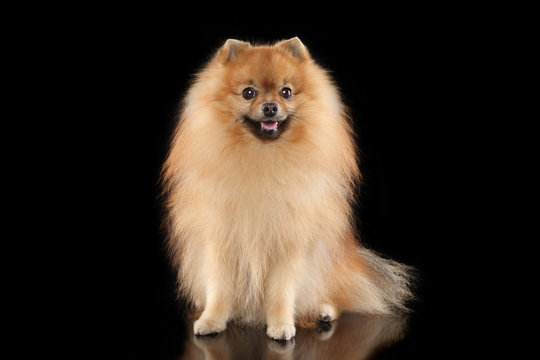 Portrait of a young German Spitz dog on black background