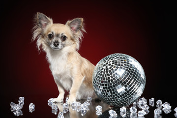 Chihuahua dog with disco ball