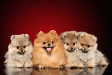 Obraz premium Pomeranian Spitz mother and puppies