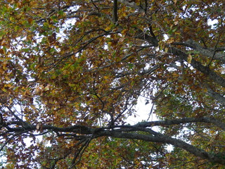 Branches dans le ciel