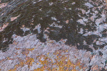 colorful lichen on a stone