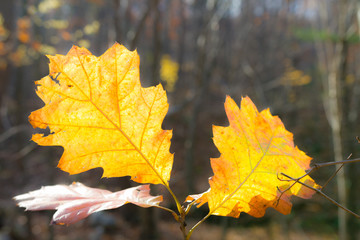 Close-up Two Golden Colored Leaves Autumn