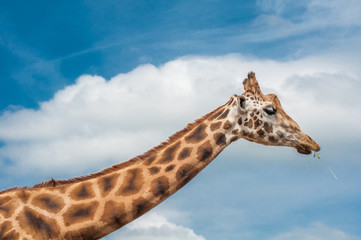 Giraffe with blue sky background
