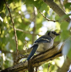 bird on a branch