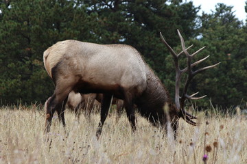 bull elk in yellowstone national park