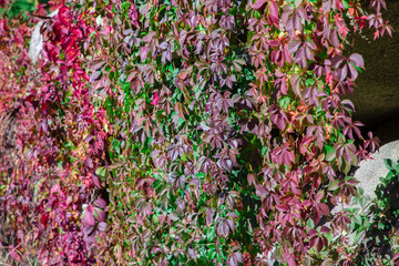 colorful ivy on a rock
