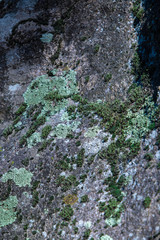 colorful lichen on a stone