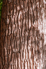 Obraz premium tree trunk