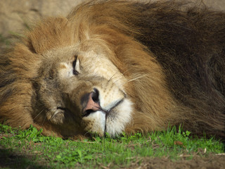 Naklejka premium みんなの動物たち