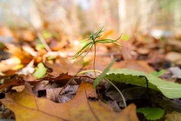 Life Takes Root In A Remissing Autumn Woodland Forest