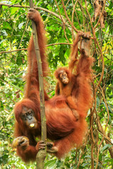 Female Sumatran orangutan with a baby hanging in the trees, Gunung Leuser National Park, Sumatra, Indonesia