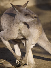 みんなの動物たち