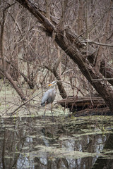 Great Blue Heron in a Swamp