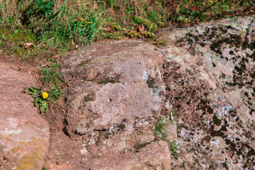 dandelion among the stones