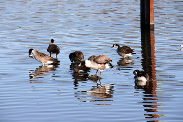 Des oiseaux qui marchent sur l'eau