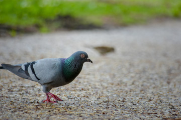 isolated pigeon on concrete sidewalk