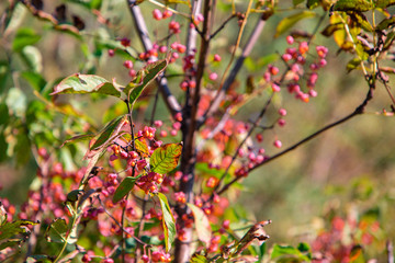 ripe berries