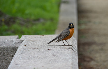 isolated red breasted robin standing on concrete sidewalk