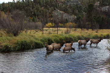 Obraz na płótnie Canvas herd of elk