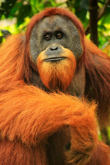 Fototapeta premium Portret samca orangutana sumatrzańskiego w Parku Narodowym Gunung Leuser, Sumatra, Indonezja
