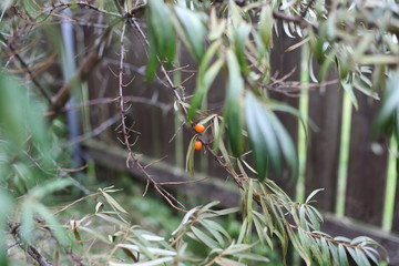 sea buckthorn