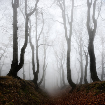 Fototapeta Haunted Forest, Sunken Lane through of Spooky Trees in Thick Fog