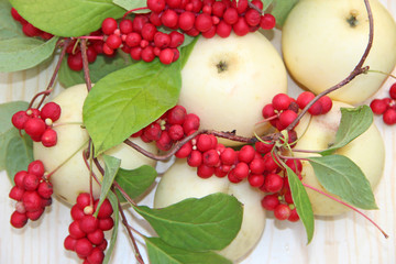 Schisandra and white apples. Still life with ripe schizandra and apples